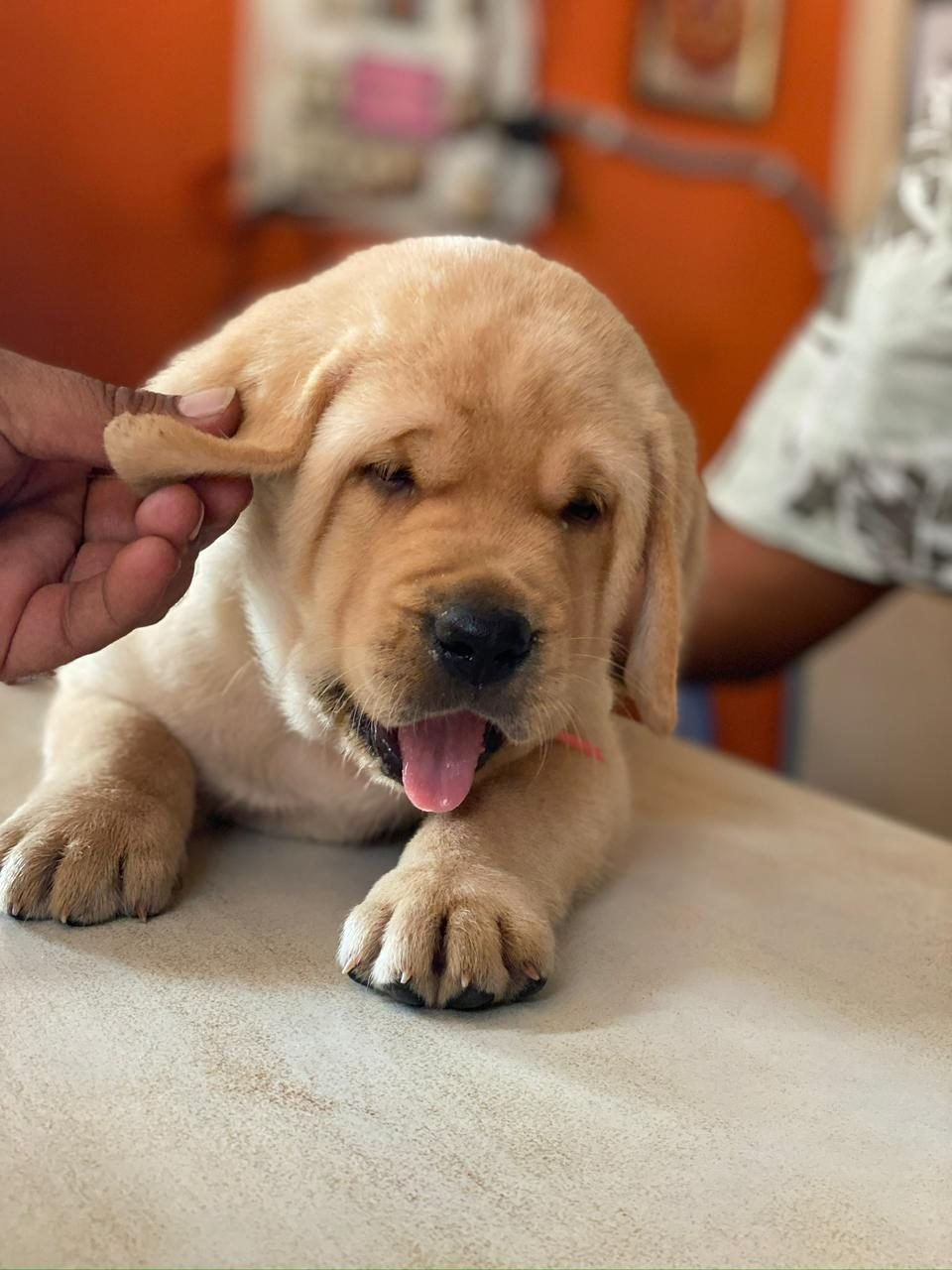 Golden Retriever puppy relaxing